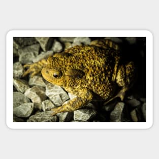 Wandering Toad - 2013 Sticker